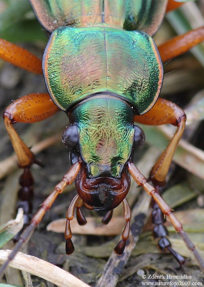 střevlík zlatý, Carabus auratus, Carabidae, Carabinae (Brouci, Coleoptera)
